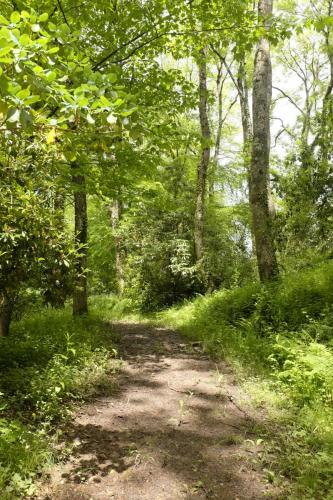 Middle Coombe Farm woods